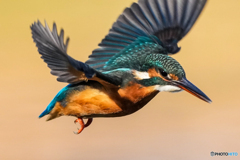 いつもの公園「ど迫力」