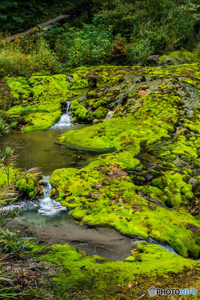 穴地獄、チャツボミゴケ（５）