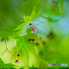 緑春　花もみじ