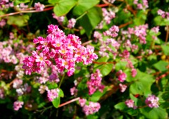 赤花蕎麦２－１「赤花蕎麦」