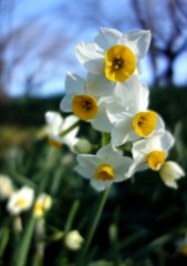 いつもの公園　「早春譜面」（Ⅱ）