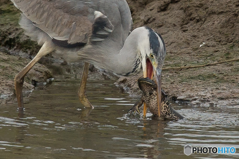 いつもの公園「事件です。」（２）