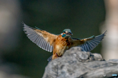 いつもの公園「飛来」（４）