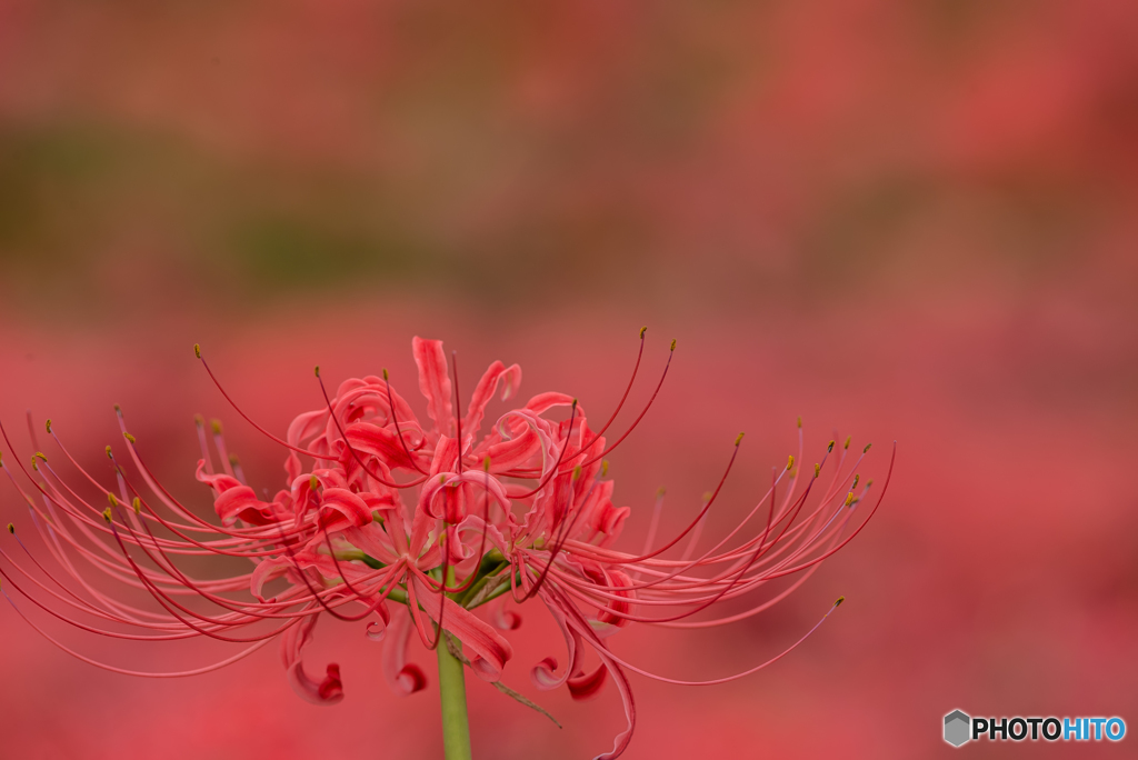 曼珠沙華「麗華」