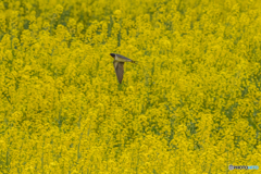 菜の花燕（３）