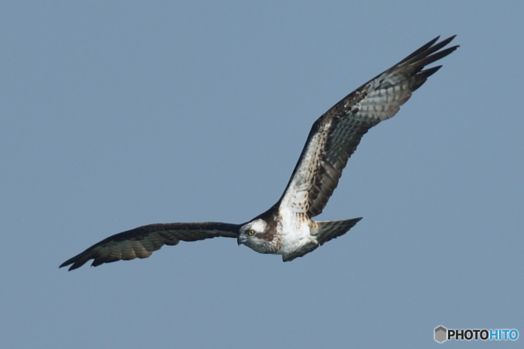 ミサゴ来る（１）