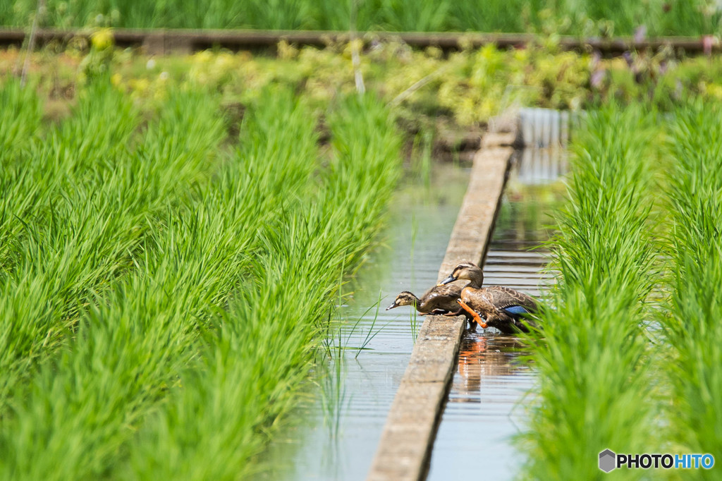 寄れば隠れる、待てば現れる（カルガモ一家）（２）