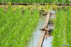 寄れば隠れる、待てば現れる（カルガモ一家）（２）