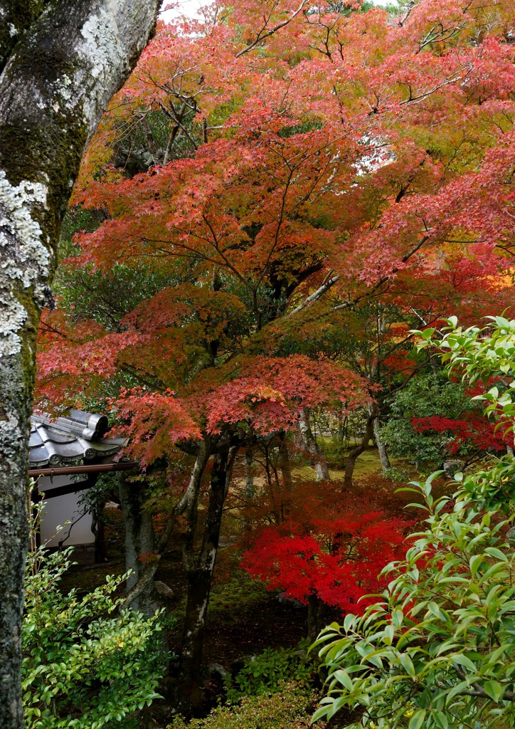 京都　御室仁和寺　１０－５「さやかに」