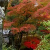京都　御室仁和寺　１０－５「さやかに」