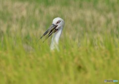大至急「コウノトリ現れる」（１）