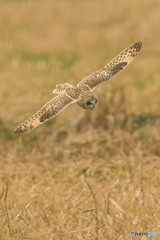 冬野人悠々「狩り」（コミミズク）（１）