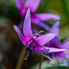 麗華（カタクリ）（3）