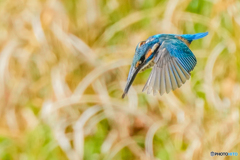 いつもの公園「ダイブ」