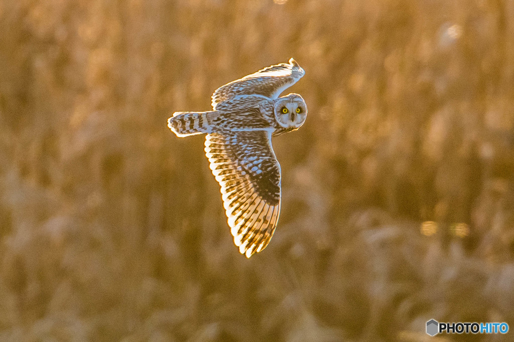 冬野人黄金の時（コミミズク）（１）