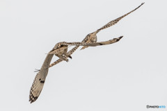 バトルフィールド（６）