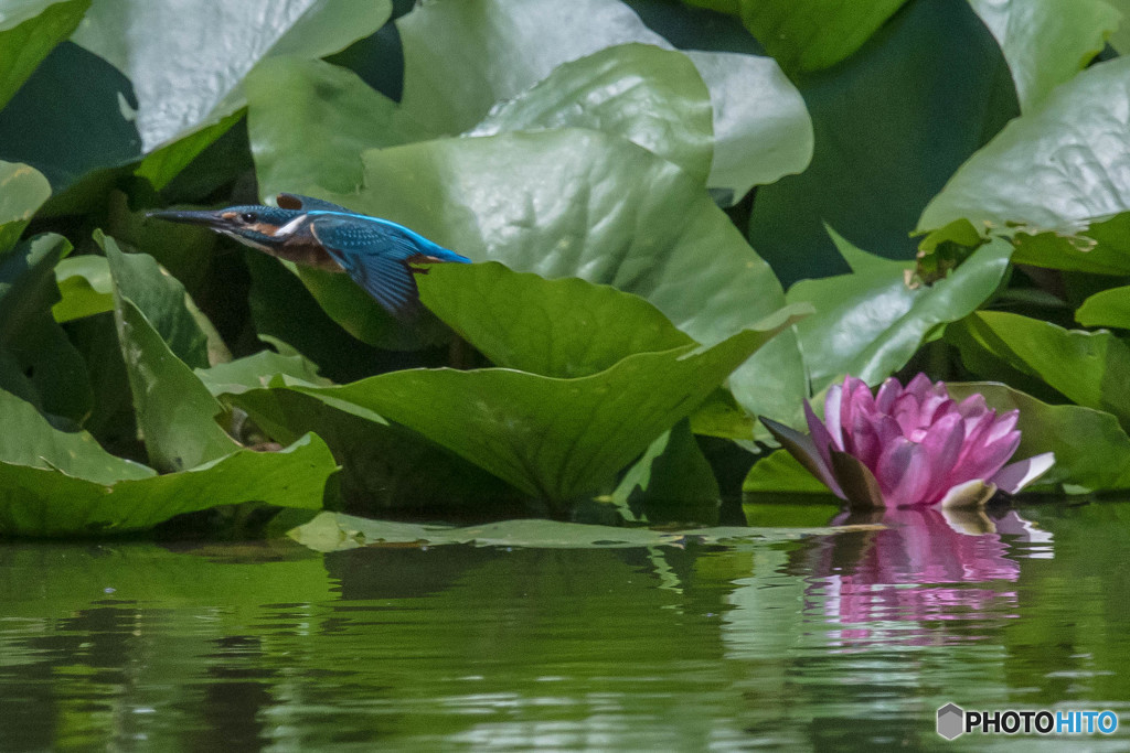 いつもの公園「スイレン」（カワセミ）