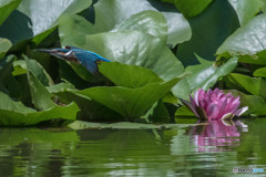 いつもの公園「スイレン」（カワセミ）
