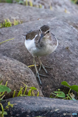 いつもの公園「イソシギ可愛い」（３）