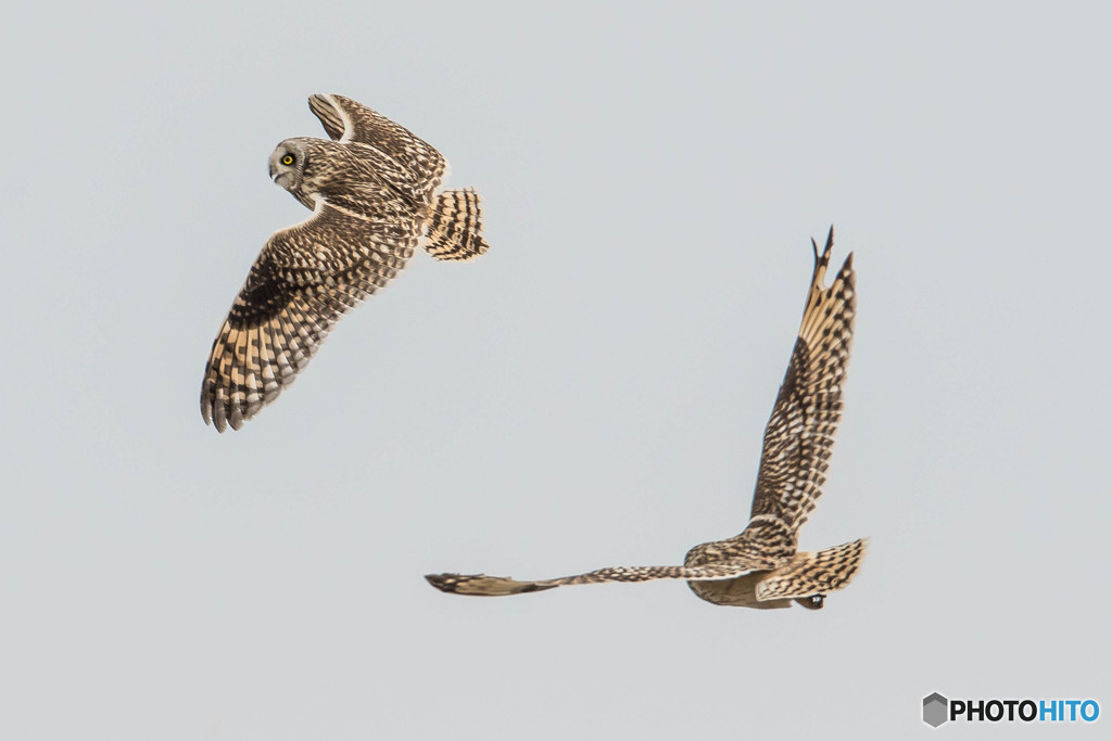 バトルフィールド（９）