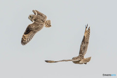 バトルフィールド（９）