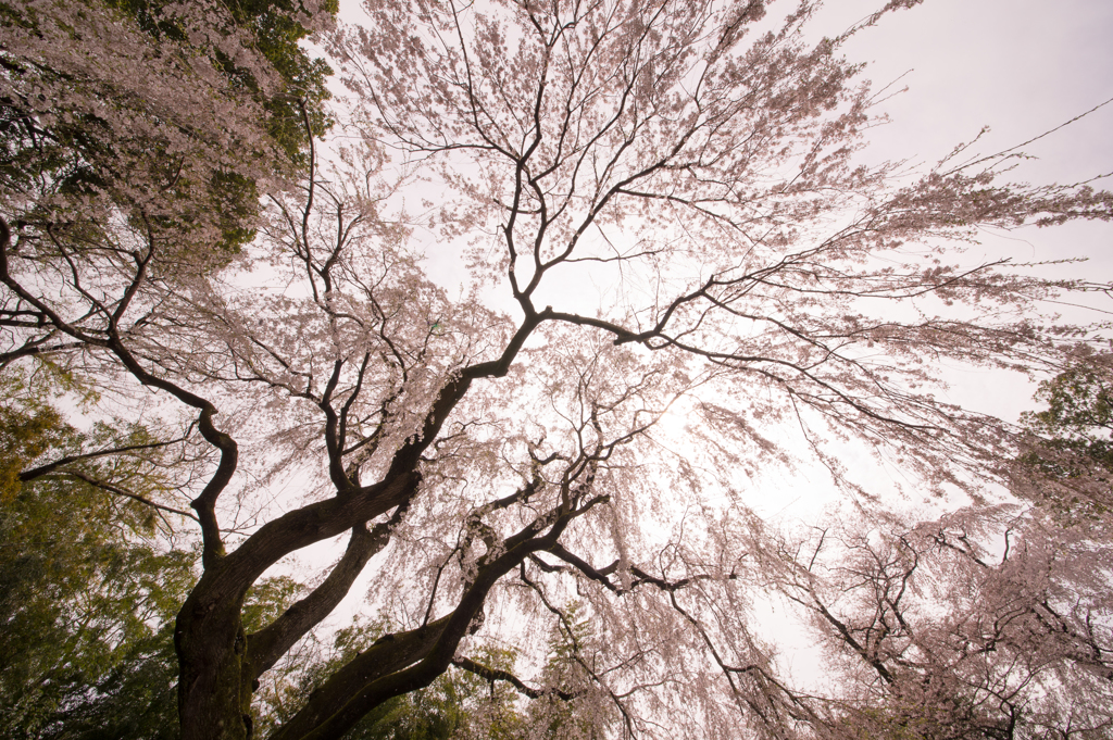 頼母子の枝垂れ桜「桜降」