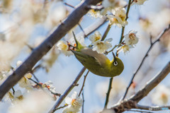 春日、メジロ