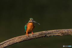 いつもの公園「魚漁る鳥」（２）