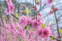 桃花天晴