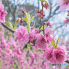 桃花天晴