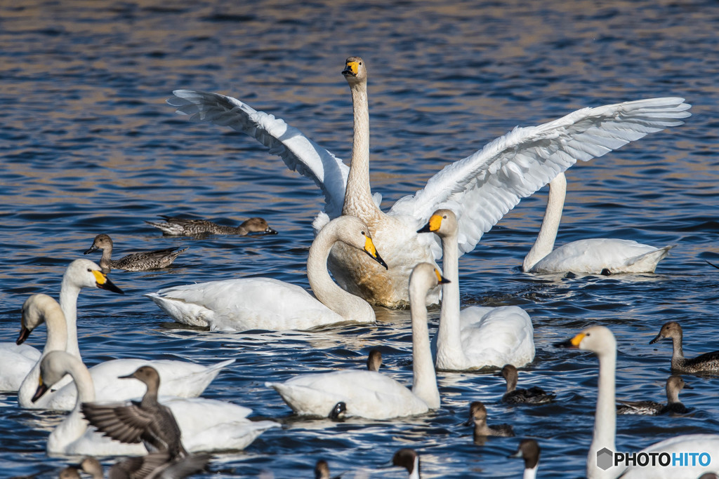 ガバ沼、白鳥団地（４）