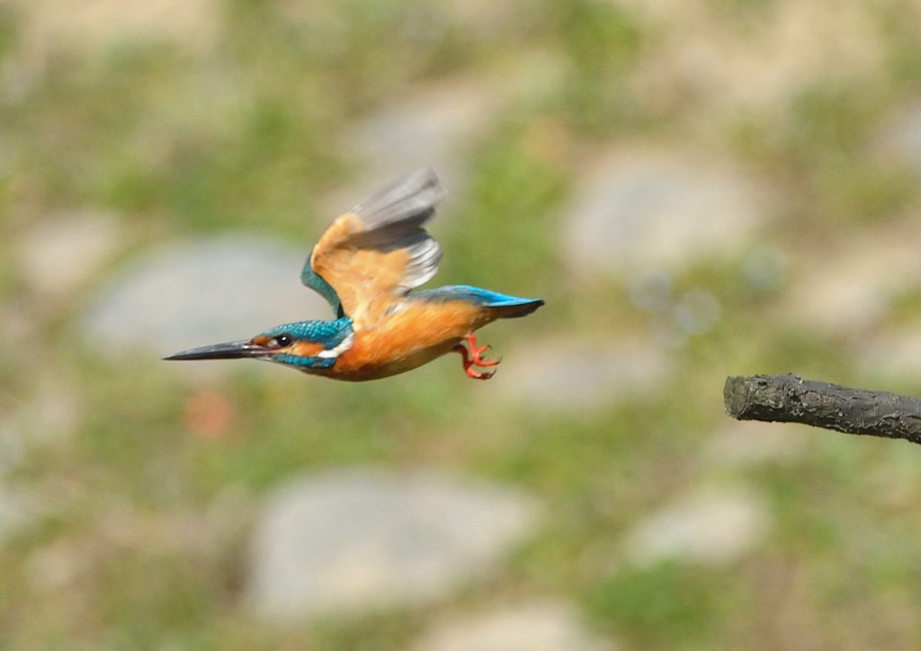 いつもの公園「飛び立つまで」（３）