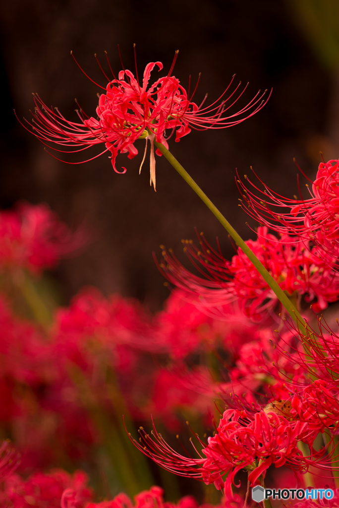 曼珠沙華「一輪」
