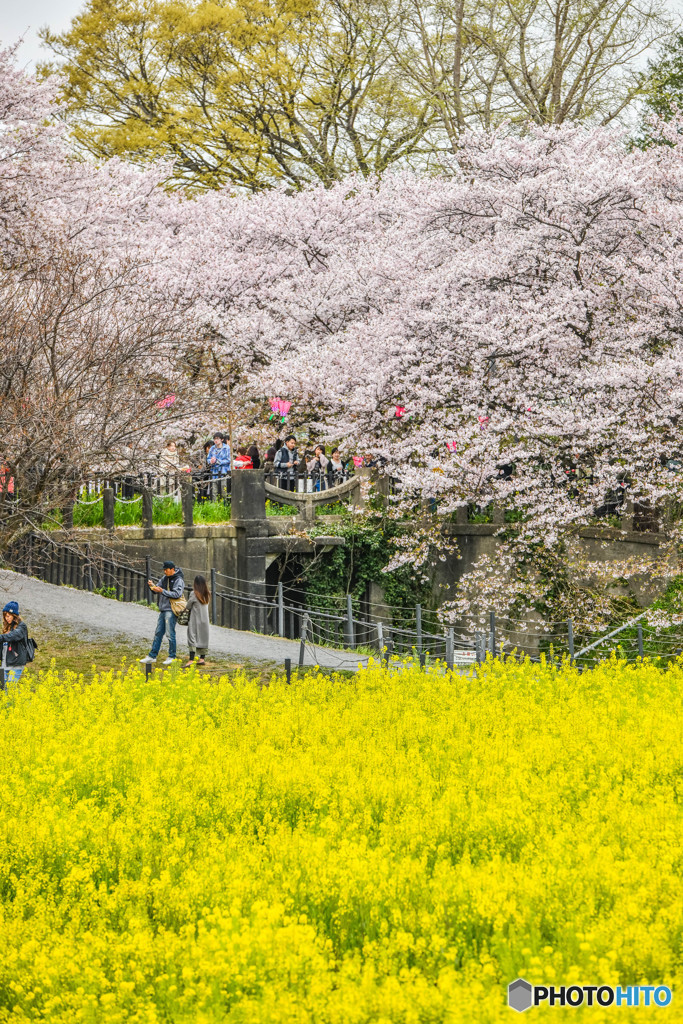 桜の樹の下で（埼玉県幸手市権現堂公園）（１8）「水門坂」
