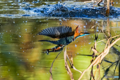 いつもの公園「写し鏡」