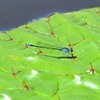 蜻蛉姿態　８－７　「青」
