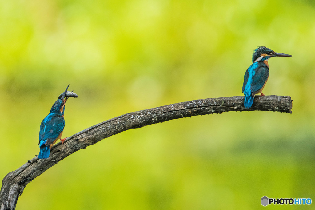 いつもの公園「序章」（カワセミ）（７）