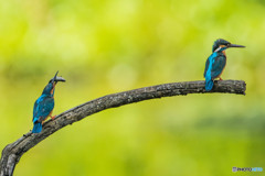 いつもの公園「序章」（カワセミ）（７）