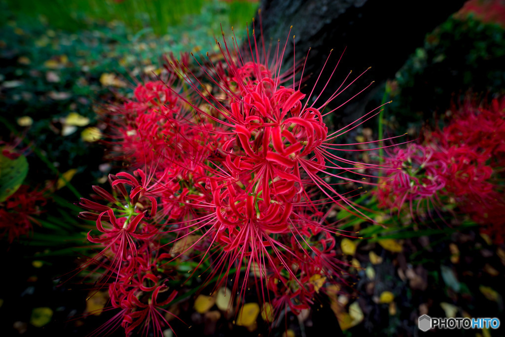 秋華、曼殊沙華（３）