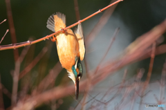 翡翠日和（５）