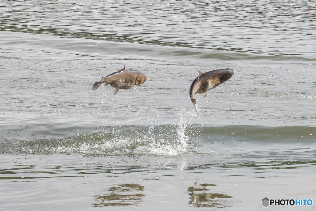 上州たいへん、利根ビックリ！（ハクレン）（３）