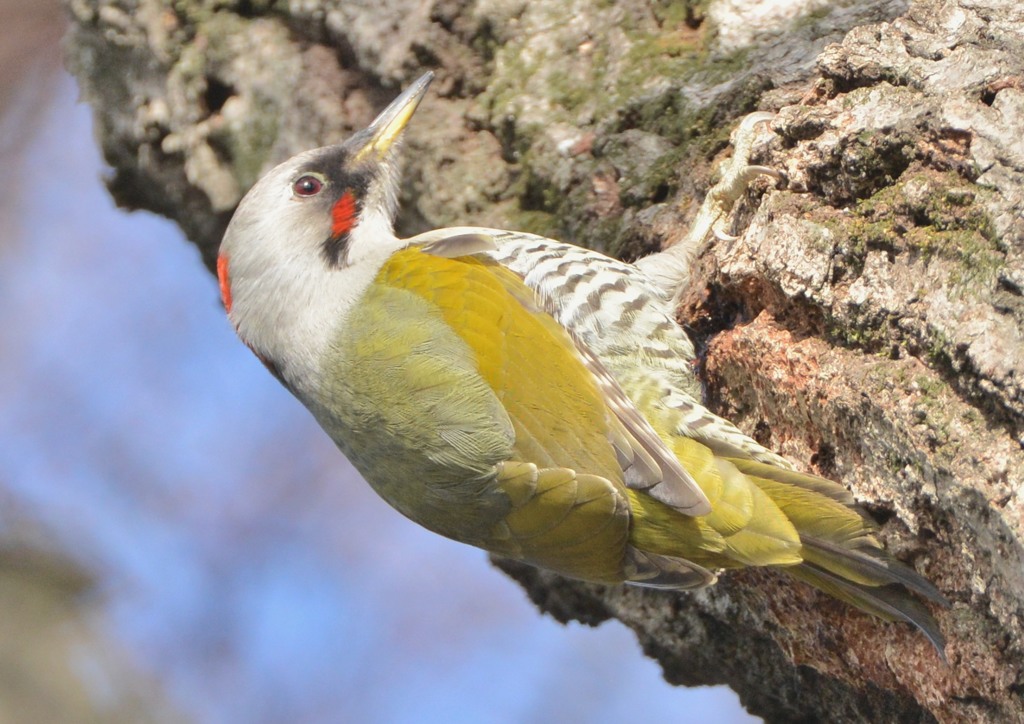 隣町の公園　「アオゲラ」（１）