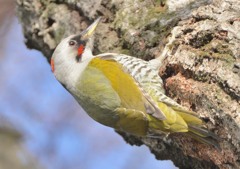 隣町の公園　「アオゲラ」（１）