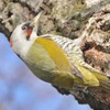 隣町の公園　「アオゲラ」（１）