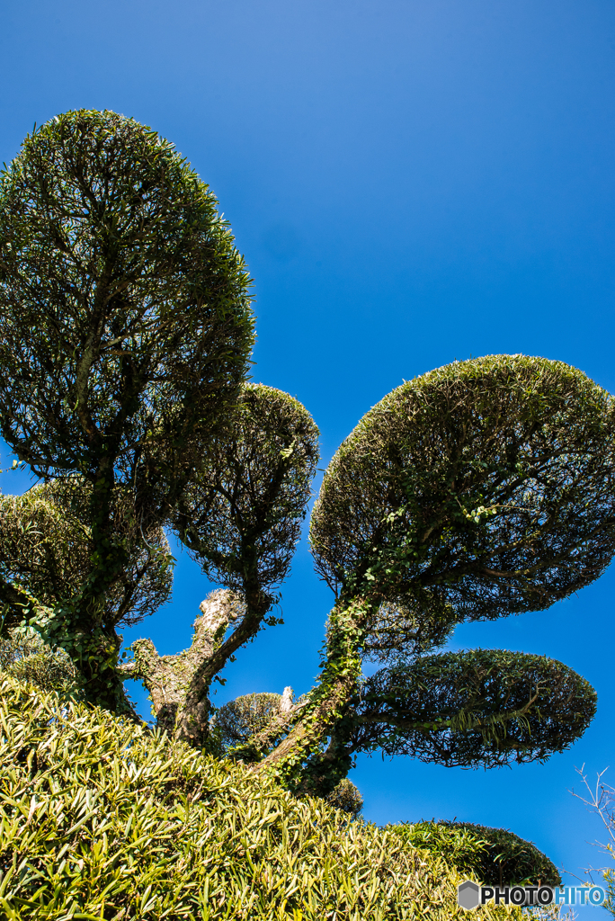 知覧点描「屋敷庭園」