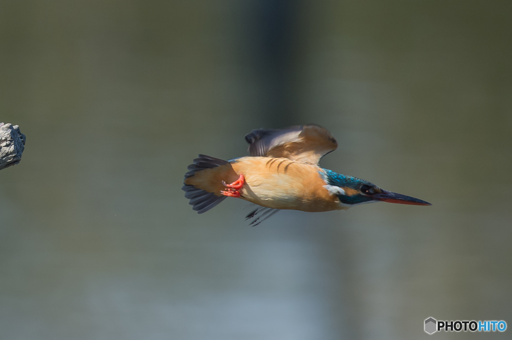 いつもの公園　カワセミ三態（３）