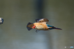 いつもの公園　カワセミ三態（３）