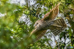 杜の人「眼前」（フクロウ）（５）