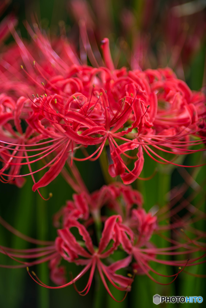 秋、曼殊沙華（１４）