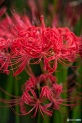 秋、曼殊沙華（１４）